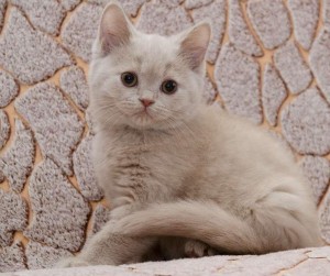 Окрас фавн британских кошек: британская кошка фавн: британская кошка фавн, британский кот фавн, британцы фавн, котята британские фавн             